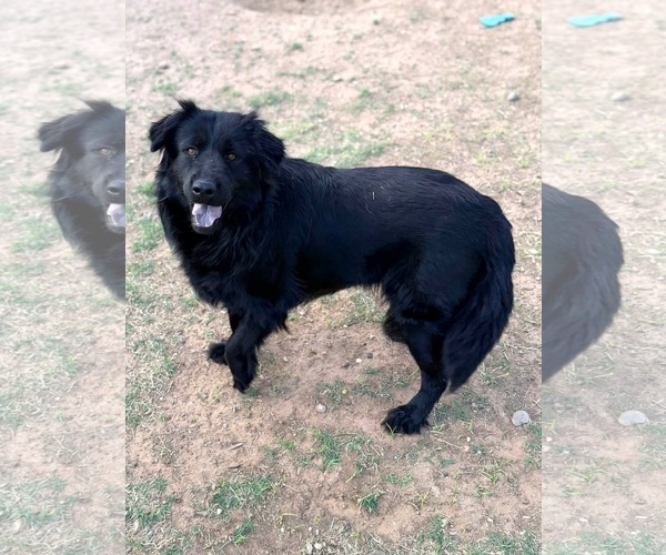 Medium Photo #3 Mutt Puppy For Sale in Grafton, WI, USA