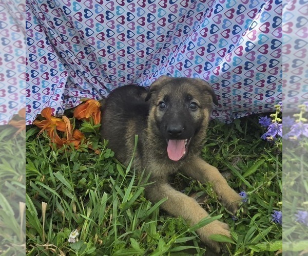 Medium Photo #1 German Shepherd Dog Puppy For Sale in RIGA, MI, USA