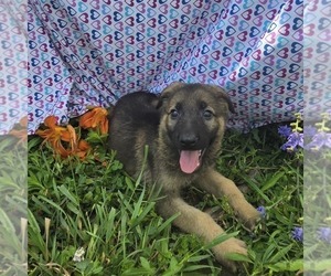 German Shepherd Dog Puppy for sale in RIGA, MI, USA