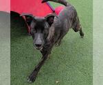 Small #11 Dutch Shepherd -Labrador Retriever Mix