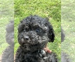 Image preview for Ad Listing. Nickname: Coco