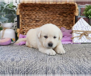 Labrador Retriever Puppy for sale in SYRACUSE, IN, USA