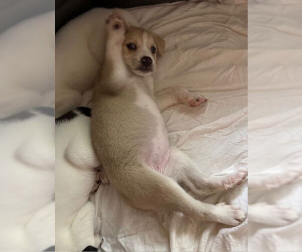 Medium Photo #7 Lab-Pointer Puppy For Sale in Brewster, NY, USA