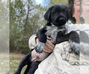 German Shepherd Dog-Wirehaired Pointing Griffon Mix Puppy for sale in EATONVILLE, WA, USA