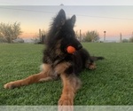 Small #7 German Shepherd Dog