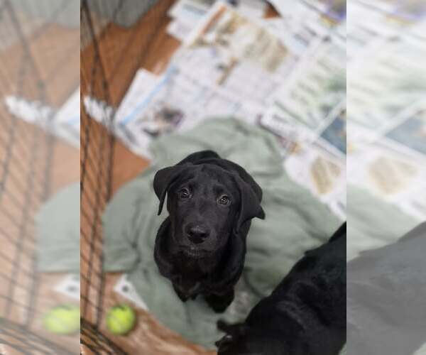 Medium Photo #3 Labrador Retriever-Unknown Mix Puppy For Sale in SHERBURNE, NY, USA