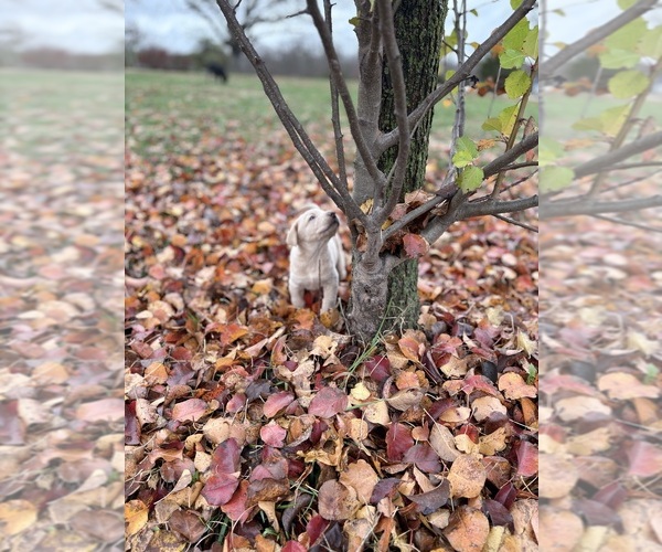 Medium Photo #53 Labrador Retriever Puppy For Sale in LEASBURG, MO, USA