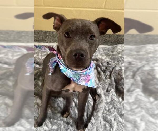 Medium Photo #1 American Pit Bull Terrier-Unknown Mix Puppy For Sale in Brewster, MA, USA