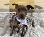 Small American Pit Bull Terrier Mix