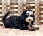 Small #3 Bernedoodle (Miniature)