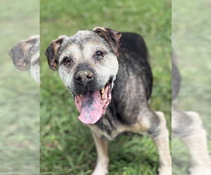 Mutt Dogs for adoption in Virginia Beach, VA, USA