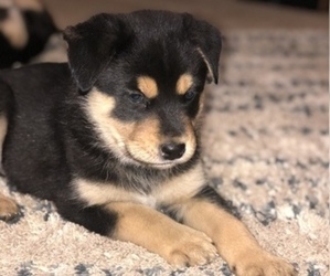 Rottweiler-Siberian Husky Mix Puppy for sale in BURNET, TX, USA