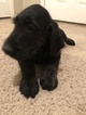 Small Photo #6 Labradoodle Puppy For Sale in FRUITA, CO, USA