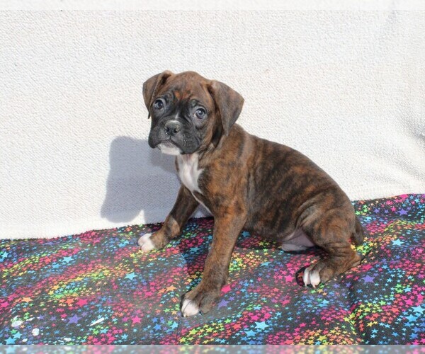 Medium Photo #1 Boxer Puppy For Sale in BLOOMINGTON, IN, USA