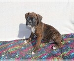 Small Photo #1 Boxer Puppy For Sale in BLOOMINGTON, IN, USA