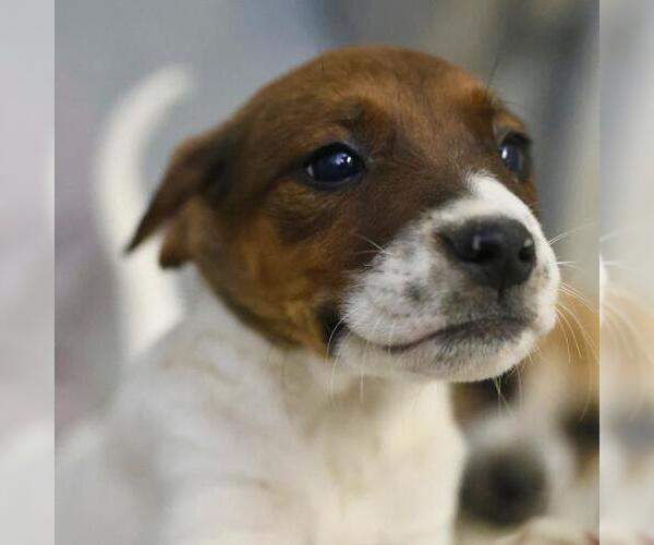 Medium Photo #1 American Staffordshire Terrier-Unknown Mix Puppy For Sale in San Antonio, TX, USA