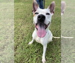 Small #1 American Pit Bull Terrier Mix