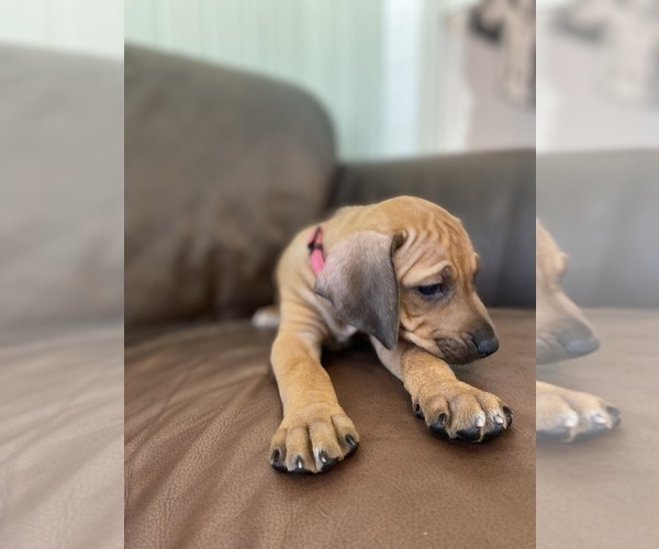 Medium Photo #24 Rhodesian Ridgeback Puppy For Sale in KELLER, TX, USA