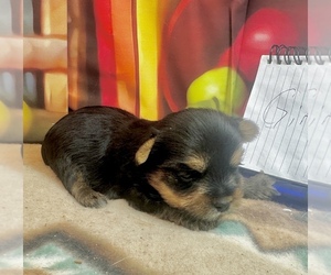 Yorkshire Terrier Puppy for sale in CASSVILLE, MO, USA