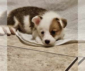 Pembroke Welsh Corgi Puppy for sale in BAYTOWN, TX, USA