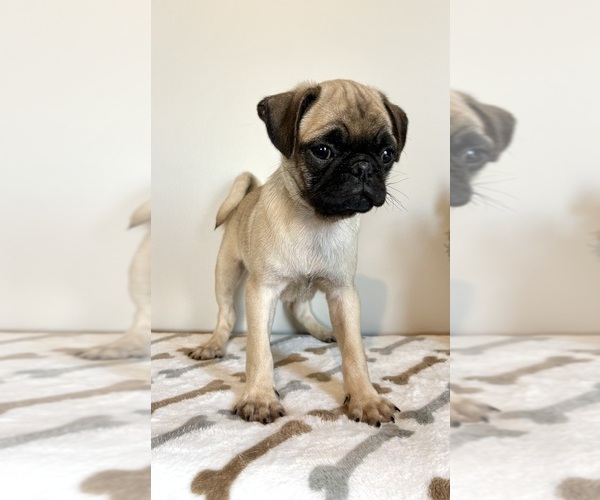 Medium Photo #2 Pug Puppy For Sale in INDIANAPOLIS, IN, USA