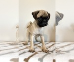 Small #1 Pug