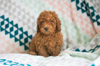 Poodle (Miniature) Puppy for sale in KENT, OH, USA