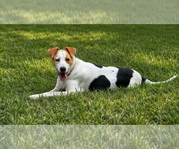 Medium Photo #1 Labbe Puppy For Sale in Oakhurst, NJ, USA