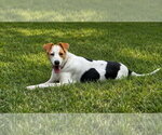 Benji-playful boy - Male Labbe Dog for Adoption - Small photo