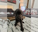 Puppy Buckeye Labrador Retriever