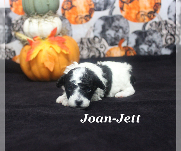 Medium Photo #10 Poodle (Toy) Puppy For Sale in CHANUTE, KS, USA