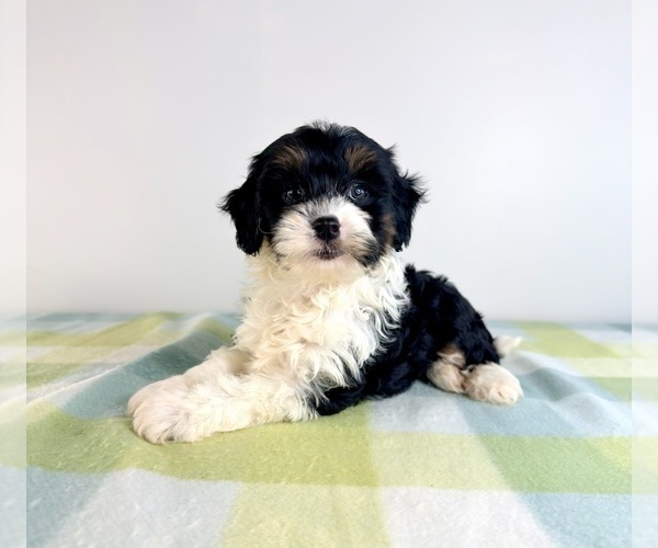 Medium Photo #4 Bernedoodle (Miniature) Puppy For Sale in GREENFIELD, IN, USA