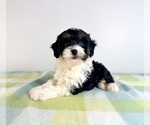 Small #3 Bernedoodle (Miniature)