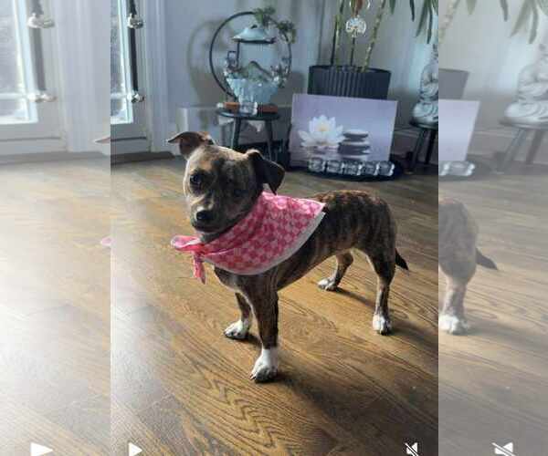 Medium Photo #3 Chiweenie Puppy For Sale in pomfret, CT, USA