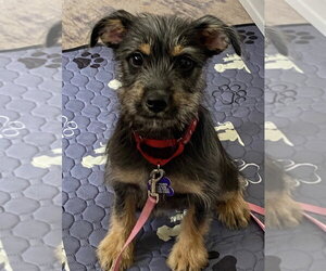 Mutt Dogs for adoption in Oak Bluffs, MA, USA