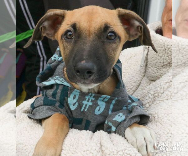 Medium Photo #5 Labrador Retriever-Unknown Mix Puppy For Sale in Washington, DC, USA