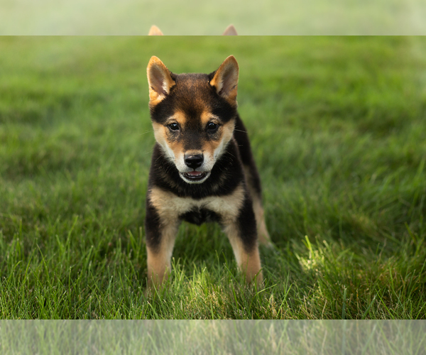 Medium Photo #16 Shiba Inu Puppy For Sale in MILLERSBURG, IN, USA