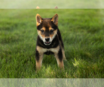 Small #15 Shiba Inu