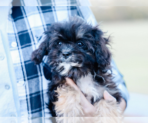 Cavalier King Charles Spaniel-Cavapoo Mix Puppy for sale in LIBERTY, KY, USA