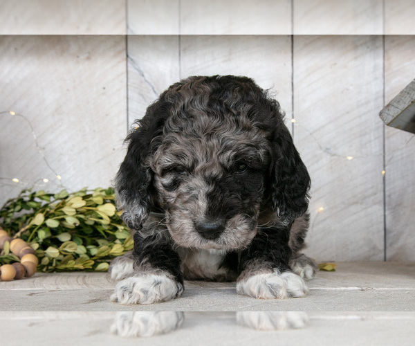 Medium Photo #3 Miniature Labradoodle Puppy For Sale in SUGARCREEK, OH, USA