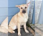 Small #4 Labrador Retriever Mix