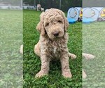 Puppy Groot Goldendoodle