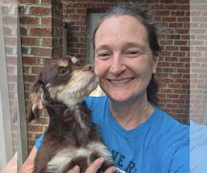 Colonial Cocker Spaniel-Unknown Mix Dogs for adoption in Thomasville, NC, USA