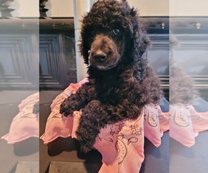 Poodle (Standard) Puppy for Sale in HARBOR SPRINGS, Michigan USA