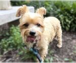 Small Photo #2 Mutt Puppy For Sale in Arlington, VA, USA