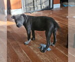 Small Photo #3 Staffordshire Bull Terrier-Unknown Mix Puppy For Sale in Tracy City, TN, USA