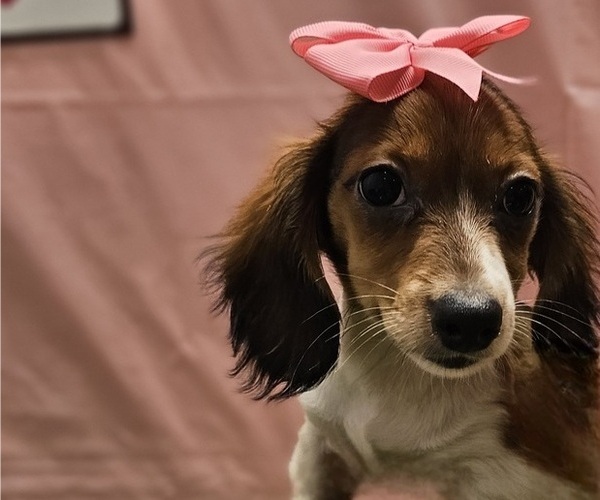 Medium Photo #1 Dachshund Puppy For Sale in STUART, FL, USA