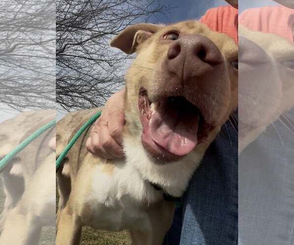 Medium Photo #4 Australian Shepherd-Unknown Mix Puppy For Sale in Rootstown, OH, USA