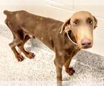 Small #1 Doberman Pinscher