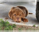 Small Photo #13 Dogue de Bordeaux Puppy For Sale in MONROE, GA, USA